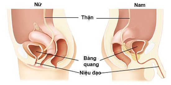 viêm niệu đạo viêm niệu đạo