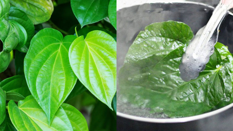 CÁCH CHỮA VIÊM NANG LÔNG VÙNG KÍN Ở NỮ HIỆU QUẢ 4 Chữa viêm nang lông vùng kín bằng lá trầu không