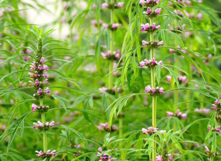 CÁCH CHỮA VIÊM LỘ TUYẾN CỔ TỬ CUNG TỐT TẠI NHÀ 5 Dùng ích mẫu chữa viêm lộ tuyến cổ tử cung