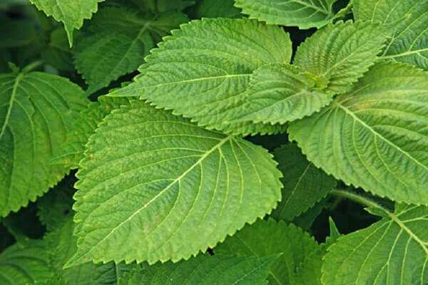 ĐIỀU TRỊ U XƠ TỬ CUNG BẰNG THUỐC (KHÔNG CẦN PHẪU THUẬT) 5 Bài thuốc dân gian trị u xơ tử cung từ kinh giới