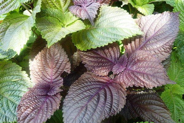 ĐIỀU TRỊ U XƠ TỬ CUNG BẰNG THUỐC (KHÔNG CẦN PHẪU THUẬT) 6 Bài thuốc dân gian trị u xơ tử cung từ lá tía tô