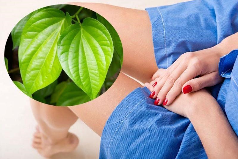 ĐAU RÁT VÙNG KÍN NỮ LÀ TRIỆU CHỨNG CỦA BỆNH GÌ? 3 Chữa đau rát vùng kín bằng lá trầu không