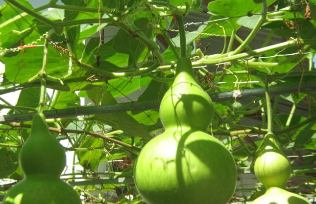 CHỮA RỐI LOẠN CƯƠNG DƯƠNG BẰNG CÂY THUỐC NAM TẠI NHÀ 6 Bầu nậm – Bài thuốc nam trị rối loạn cương dương hiệu quả