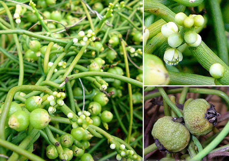 CHỮA RỐI LOẠN CƯƠNG DƯƠNG BẰNG CÂY THUỐC NAM TẠI NHÀ 3 Chữa rối loạn cương dương bằng cây thuốc nam tơ hồng xanh