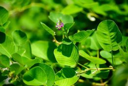 cach-tri-tieu-buot-tai-nha