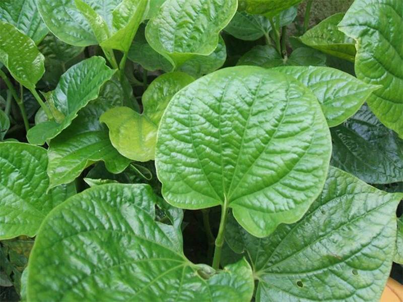 NẤM ÂM ĐẠO: NGUYÊN NHÂN, TRIỆU CHỨNG VÀ CÁCH ĐIỀU TRỊ 9 Điều trị bệnh nấm âm đạo bằng lá lốt