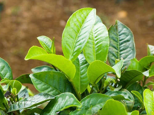 CHỮA ĐA NANG BUỒNG TRỨNG DÂN GIAN: 6 CÁCH PHỔ BIẾN HIỆN NAY 7 la tra xanh rua vung kin