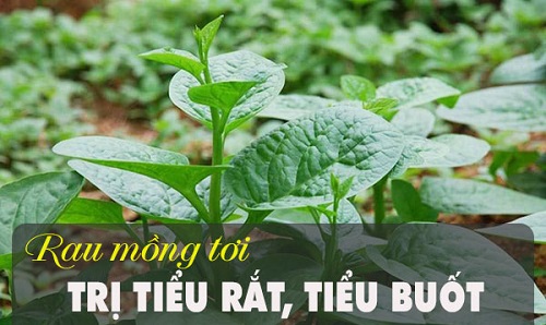 12 CÁCH CHỮA TIỂU BUỐT Ở NỮ GIỚI ĐƠN GIẢN, HIỆU QUẢ 2 Chữa tiểu buốt ở nữ bằng rau mồng tơi