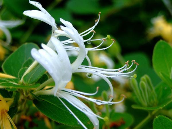 12 CÁCH CHỮA TIỂU BUỐT Ở NỮ GIỚI ĐƠN GIẢN, HIỆU QUẢ 7 Kim ngân hoa chữa tiểu buốt ở nữ rất hiệu quả