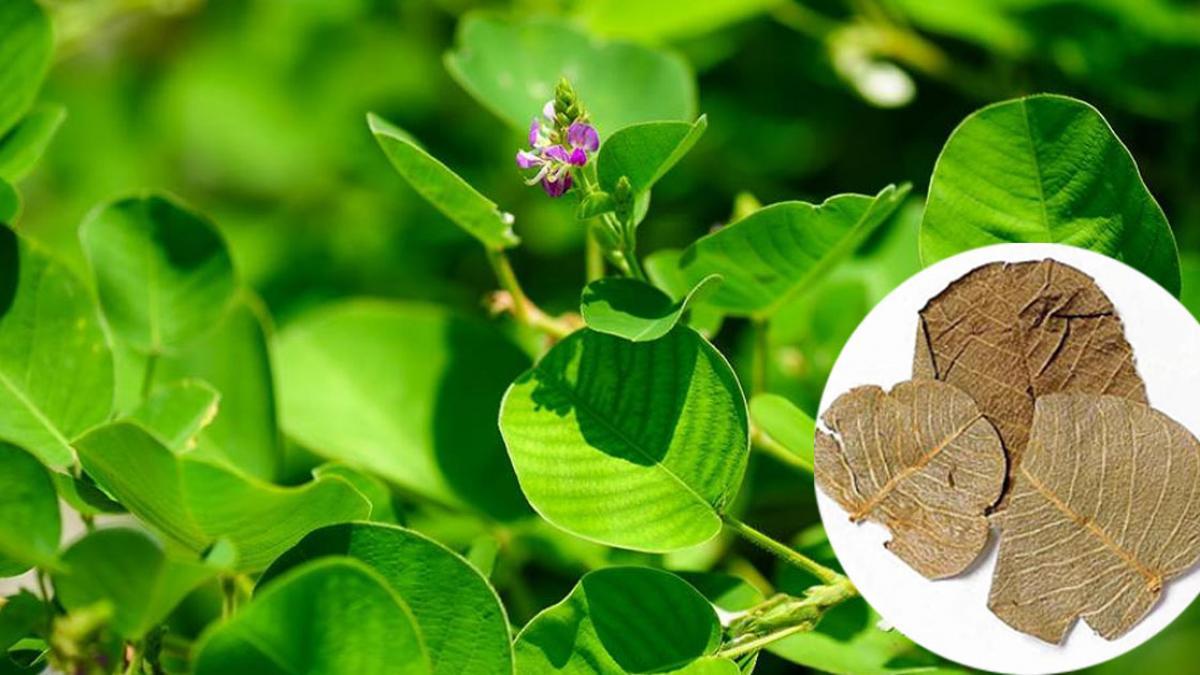 12 CÁCH CHỮA TIỂU BUỐT Ở NỮ GIỚI ĐƠN GIẢN, HIỆU QUẢ 6 Chữa tiểu buốt ở nữ bằng cây kim tiền thảo