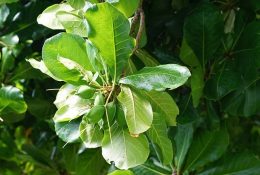 la-bang-chua-viem-phu-khoa