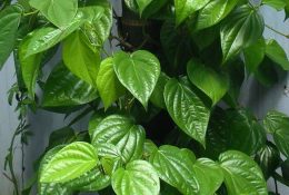 chua-viem-phu-khoa-bang-la-trau-khong