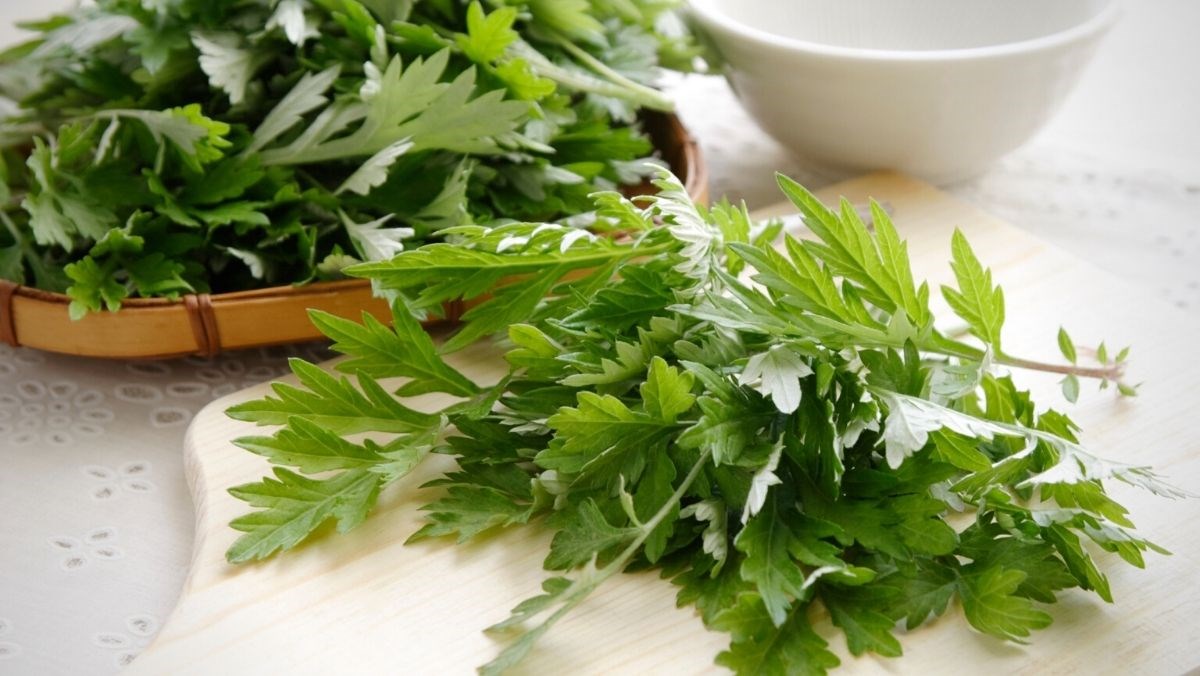 Dùng ngải cứu và đường đỏ để hỗ trợ điều trị đau bụng kinh