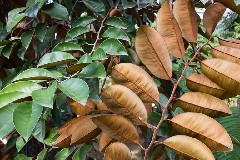 CÁCH CHỮA BỆNH ĐAU DẠ DÀY TẠI NHÀ 5 cach chua benh dau da day tai nha bang la vu sua