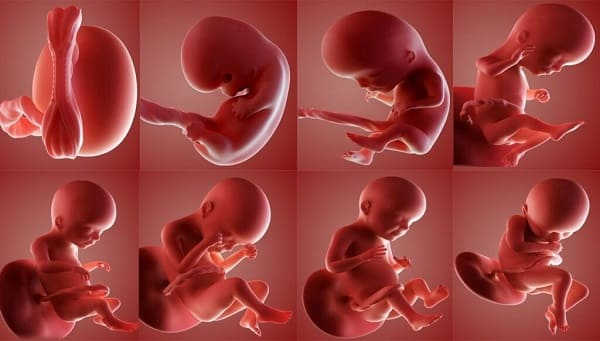 Sự phát triển của thai nhi cẩm nang bà bầu