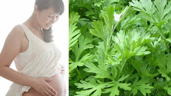 ba bau co an dk ngai cuu khong