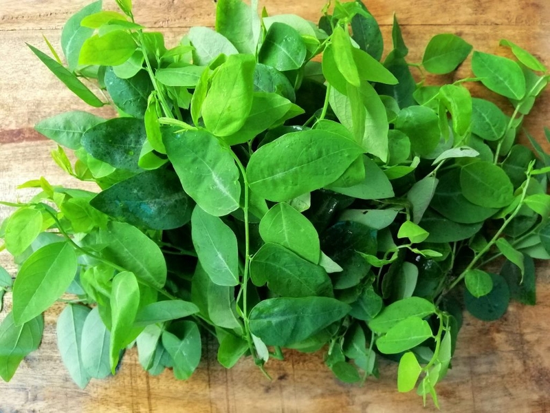 Bà bầu có được ăn rau ngót không? Những vấn đề cần lưu ý