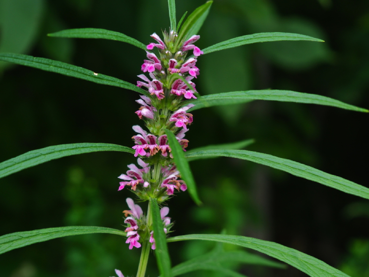 TOP 5 CÁCH CHỮA VIÊM BUỒNG TRỨNG BẰNG DÂN GIAN DỄ THỰC HIỆN 3 chua viem buong trung bang dan gian voi ich mau