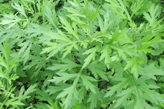 TOP 5 CÁCH CHỮA VIÊM BUỒNG TRỨNG BẰNG DÂN GIAN DỄ THỰC HIỆN 1 dung ngai cuu la cach chua viem buong trung bang dan gian