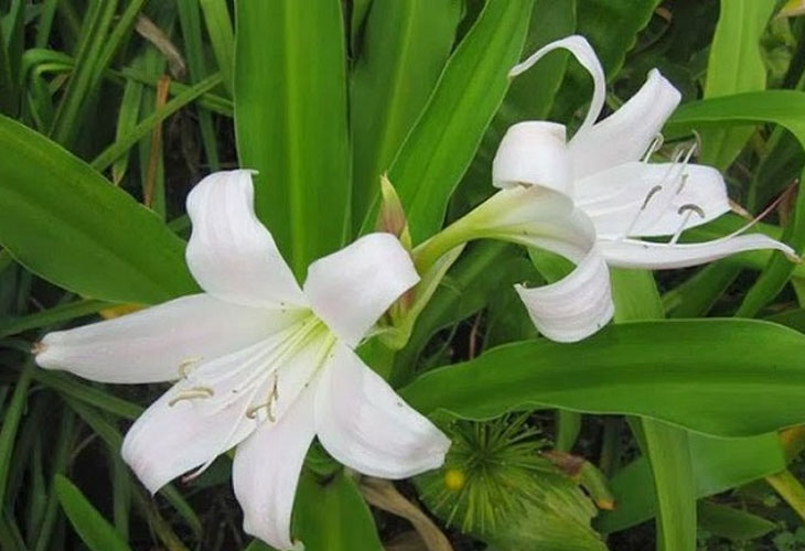 TOP 5 CÁCH CHỮA VIÊM BUỒNG TRỨNG BẰNG DÂN GIAN DỄ THỰC HIỆN 2 dung trinh nu hoang cung la cach chua viem buong trung dan gian