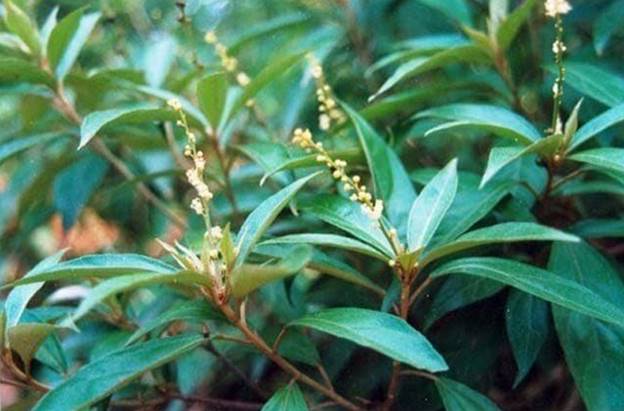 Cây khổ sâm điều trị viêm vùng chậu 