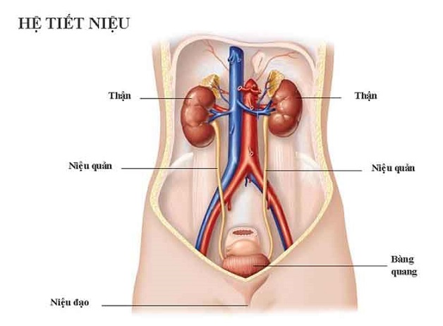 LỖ NIỆU ĐẠO NỮ BỊ SƯNG LÀ BỆNH GÌ? 1 lo nieu dao nu bi sung