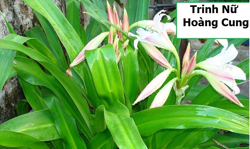 Bài thuốc từ trinh nữ hoàng cung