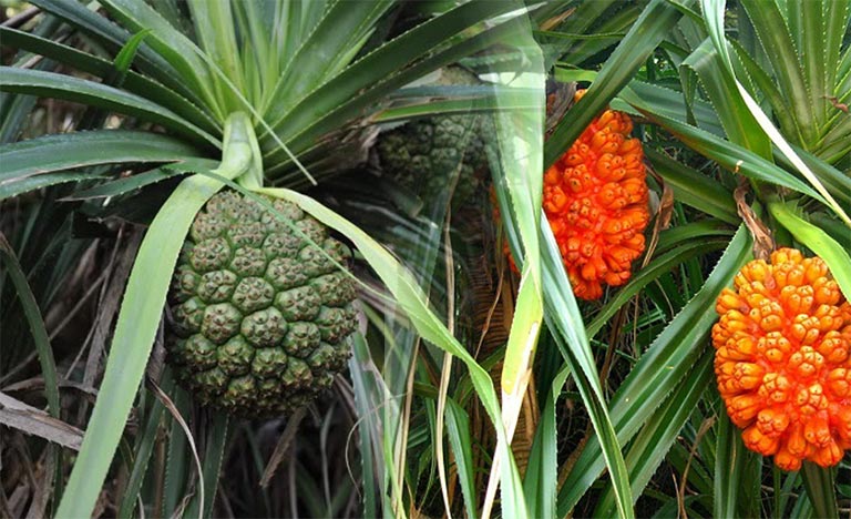 BÀI THUỐC NAM CHỮA VIÊM ĐƯỜNG TIẾT NIỆU TẠI NHÀ 5 Cây dứa dại chữa viêm đường tiết niệu tốt