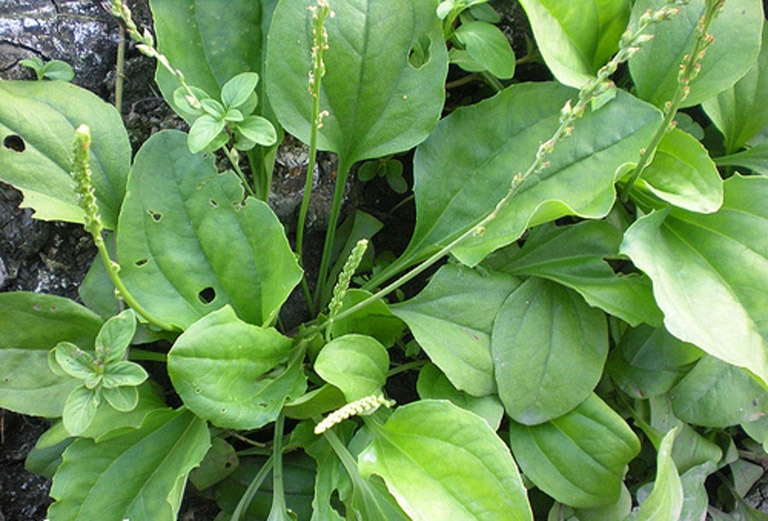 BÀI THUỐC NAM CHỮA VIÊM ĐƯỜNG TIẾT NIỆU TẠI NHÀ 4 Mã đề - Cây thuốc nam trị viêm đường tiết niệu tốt