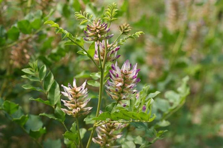 CHỮA ĐA NANG BUỒNG TRỨNG DÂN GIAN: 6 CÁCH PHỔ BIẾN HIỆN NAY 4 chua da nang buong trung dan gian bang cam thao