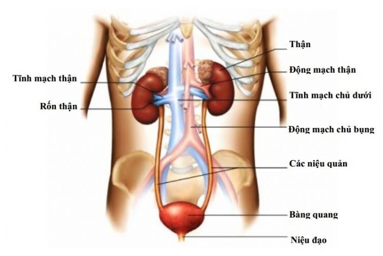 CẢNH BÁO CÁC BỆNH VỀ HỆ TIẾT NIỆU CẦN PHÒNG TRÁNH 1 he tiet nieu cua con ng