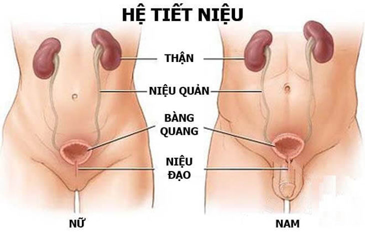 TIỂU RẮT SAU KHI QUAN HỆ NGUY HIỂM NHƯ THẾ NÀO ? 2 nhiem trung duong tieu