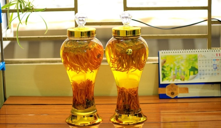 6 BÀI THUỐC ĐÔNG Y TRỊ XUẤT TINH SỚM TẠI NHÀ HIỆU QUẢ 7 Đông trùng hạ thảo - Bài thuốc Đông y trị xuất tinh sớm