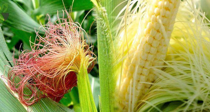 BÀI THUỐC NAM CHỮA VIÊM ĐƯỜNG TIẾT NIỆU TẠI NHÀ 2 Râu ngô - Bài thuốc nam chữa viêm đường tiết niệu hiệu quả